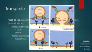 Transporte
Fusão de vesículas: reconhecimento entre a vesícula de transporte e o alvo
(especificidade).
•

Proteínas SNARES:
•
•

•

V-SNARE
T-SNARE

Proteínas de ancoragem:
•

Rabs (GTPases)
LEGENDA:
1. Ancoragem
2. Acoplamento
3. Fusão

 