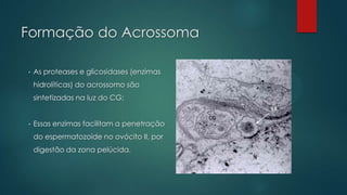 Formação do Acrossoma
•

As proteases e glicosidases (enzimas

hidrolíticas) do acrossomo são
sintetizadas na luz do CG;

•

Essas enzimas facilitam a penetração
do espermatozoide no ovócito II, por
digestão da zona pelúcida.

 