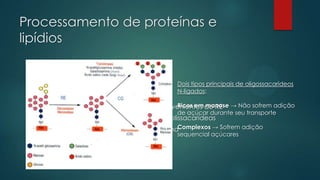 Processamento de proteínas e
lipídios

Glicosilação:

Dois tipos principais de oligossacarídeos
N-ligados:

•

adição de açúcares às proteínas e lipídios

•

Ricos em manose
processamento dos açúcares N-ligados provenientes do RE → Não sofrem adição

•

elongação e terminalização das cadeias polissacarídeas

•

glicosiltransferases → proteínas de membranaComplexos → Sofrem adição

de açúcar durante seu transporte
sequencial açúcares

 