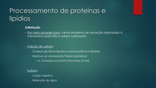 Processamento de proteínas e
lipídios
Sulfatação
•

Por meio da rede trans: certas proteínas de secreção destinadas à
membrana plasmática sofrem sulfatação

•

Adição de sulfato:
•

Cadeias glicídicas ligadas a essas proteínas e lipídeos

•

Resíduos do aminoácido Tirosina (proteína)
•

•

Ex.: proteoglicanos (matriz extracelular animal)

Sulfato:
•

Carga negativa

•

Retenção de água

 