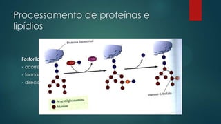 Processamento de proteínas e
lipídios

Fosforilação:
•

ocorre apenas na face cis do CG

•

formação dos resíduos de manose-6-fosfato em enzimas lisossomais

•

direcionamento das enzimas lisossomais

 