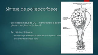 Síntese de polissacarídeos

•

Sintetizados na luz do CG → hemicelulose e pectina (vegetais) e
glicosaminoglicanas (animais)

•

Ex.: célula caliciforme
•

secretam grande quantidade de muco para o intestino

•

encontradas na face trans

 