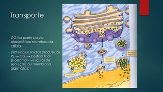 Transporte

•

CG faz parte da via
biossintética secretora da
célula

•

proteínas e lipídios produzidos
RE
CG
Destino final
(lisossomos, vesículas de
secreção ou membrana
plasmática)

 