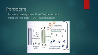 Transporte
Transporte anterógrado
Transporte retrógrado

RE
CG

CG

destino final

RE (reciclagem)

 