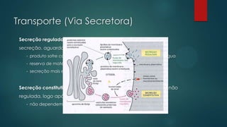 Transporte (Via Secretora)
Secreção regulada: produtos ficam retidos em vesículas de
secreção, aguardando um sinal específico para sua liberação.
•

produto sofre condensação ou agregação, com eliminação de água

•

reserva de material para exocitose

•

secreção mais eficiente

Secreção constitutiva: produtos secretados de forma contínua e não
regulada, logo após deixarem CG
•

não dependem de sinalização específica

 
