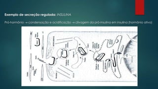 Exemplo de secreção regulada: INSULINA
Pró-hormônio

condensação e acidificação

clivagem da pró-insulina em insulina (hormônio ativo)

 