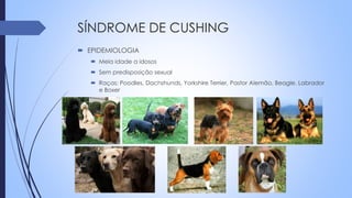 SÍNDROME DE CUSHING
 EPIDEMIOLOGIA
 Meia idade a idosos
 Sem predisposição sexual
 Raças: Poodles, Dachshunds, Yorkshire Terrier, Pastor Alemão, Beagle, Labrador
e Boxer
 