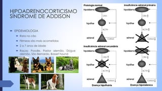 HIPOADRENOCORTICISMO
SÍNDROME DE ADDISON
 EPIDEMIOLOGIA
 Rara no cão
 Fêmeas são mais acometidas
 2 a 7 anos de idade
 Raças: Poodle, Pastor alemão, Dogue
alemão, São Bernardo, Basset hound
 
