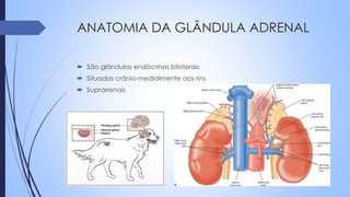 ANATOMIA DA GLÂNDULA ADRENAL
 São glândulas endócrinas bilaterais
 Situadas crânio-medialmente aos rins
 Suprarrenais
 