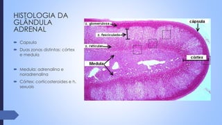 HISTOLOGIA DA
GLÂNDULA
ADRENAL
 Capsula
 Duas zonas distintas: córtex
e medula
 Medula: adrenalina e
noradrenalina
 Córtex: corticosteroides e h.
sexuais
 