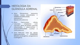 HISTOLOGIA DA
GLÂNDULA ADRENAL
 Zona Glomerulosa: pequenas
células, muitas mitocôndrias ->
MINERALOCORTICÓIDES
(aldosterona e
desoxicorticosterona)
 Zona Fasciculada: células
colunares, citoplasma com
vacúolos, gotas de lipídios, grandes
mitocôndrias, + desenvolvida ->
GLICOCORTICÓIDES (cortisol e
corticosterona)
 Zona Reticular: rede de células
interconectadas –> ESTERÓIDES
SEXUAIS (androgênios, progesterona
e estrógeno)
 