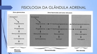 FISIOLOGIA DA GLÂNDULA ADRENAL
 