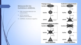 REGULAÇÃO DA
GLÂNDULA ADRENAL
❖ CRH: hormônio liberador de
corticotrofina
❖ ACTH: hormônio
adrenocorticotrófico
❖ CORTISOL: feedback negativo
 