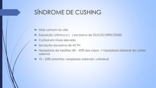 SÍNDROME DE CUSHING
 Mais comum no cão
 Exposição crônica a [ ] excessiva de GLICOCORTICÓIDES
 Cortisol em níveis elevado
 Secreção excessiva de ACTH
 Hiperplasia da hipófise: 80 – 90% dos casos -> hiperplasia bilateral da córtex
adrenal
 10 – 20% restantes: neoplasias adrenais: unilateral
 