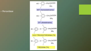• Peroxidase
 