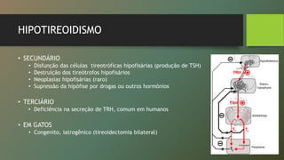 HIPOTIREOIDISMO
• SECUNDÁRIO
• Disfunção das células tireotróficas hipofisárias (produção de TSH)
• Destruição dos tireótrofos hipofisários
• Neoplasias hipofisárias (raro)
• Supressão da hipófise por drogas ou outros hormônios
• TERCIÁRIO
• Deficiência na secreção de TRH, comum em humanos
• EM GATOS
• Congenito, iatrogênico (tireoidectomia bilateral)
 