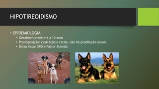 HIPOTIREOIDISMO
• EPIDEMIOLOGIA
• Geralmente entre 4 a 10 anos
• Predisposição: castração e racial, não há predileção sexual
• Baixo risco: SRD e Pastor Alemão
 