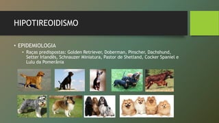 HIPOTIREOIDISMO
• EPIDEMIOLOGIA
• Raças predispostas: Golden Retriever, Doberman, Pinscher, Dachshund,
Setter Irlandês, Schnauzer Miniatura, Pastor de Shetland, Cocker Spaniel e
Lulu da Pomerânia
 