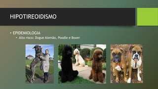HIPOTIREOIDISMO
• EPIDEMIOLOGIA
• Alto risco: Dogue Alemão, Poodle e Boxer
 