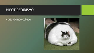 HIPOTIREOIDISMO
• DISGNÓSTICO CLÍNICO
 
