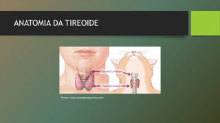 ANATOMIA DA TIREOIDE
Fonte: www.animalendocrine.com
 