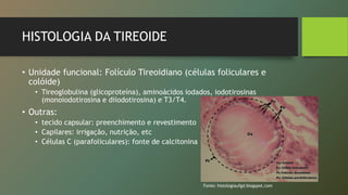 HISTOLOGIA DA TIREOIDE
• Unidade funcional: Folículo Tireoidiano (células foliculares e
colóide)
• Tireoglobulina (glicoproteína), aminoácidos iodados, iodotirosinas
(monoiodotirosina e diiodotirosina) e T3/T4.
• Outras:
• tecido capsular: preenchimento e revestimento
• Capilares: irrigação, nutrição, etc
• Células C (parafoliculares): fonte de calcitonina
Fonte: histologiaufgd.blogspot.com
 