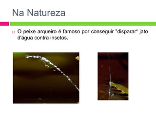 Na Natureza


O peixe arqueiro é famoso por conseguir "disparar“ jato
d'água contra insetos.

 