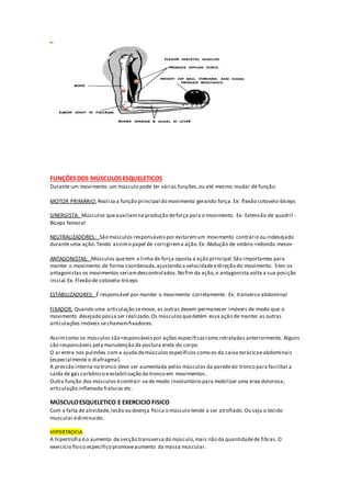FUNÇÕESDOS MÚSCULOSESQUELETICOS
Durante um movimento um músculo pode ter várias funções,ou até mesmo mudar de função.
MOTOR PRIMÁRIO: Realiza a função principal do movimento gerando força. Ex: flexão cotovelo-bíceps
SINERGISTA: Músculos queauxiliamna produção deforça para o movimento. Ex: Extensão de quadril -
Bíceps femoral
NEUTRALIZADORES: São músculos responsáveispor evitaremum movimento contrário ou indesejado
durante uma ação.Tendo assimo papel de corrigirema ação.Ex: Abdução de ombro-redondo menor
ANTAGONISTAS: Músculos quetem a linha de força oposta a ação principal.São importantes para
manter o movimento de forma coordenada,ajustando a velocidadeedireção do movimento. Sem os
antagonistas os movimentos seriamdescontrolados.No fim da ação,o antagonista volta a sua posição
inicial.Ex: Flexão de cotovelo-tríceps
ESTABILIZADORES: É responsável por manter o movimento corretamente. Ex: tranverso abdominal
FIXADOR: Quando uma articulação semove, as outras devem permanecer imóveis de modo que o
movimento desejado possa ser realizado.Os músculosquedetém essa ação de manter as outras
articulações imóveis sechamamfixadores.
Assimcomo os músculos são responsáveispor ações especificascomo retratadas anteriormente. Alguns
são responsáveis pela manutenção da postura ereta do corpo.
O ar entra nos pulmões com a ajuda demúsculos específicos como os da caixa torácicaeabdominais
[especialmente o diafragma].
A pressão interna no tronco deve ser aumentada pelos músculos da parededo tronco para facilitar a
saída de gás carbônico eestabilização do tronco em movimentos.
Outra função dos músculos écontrair-sede modo involuntário para mobilizar uma área dolorosa,
articulação inflamada fraturas etc.
MÚSCULOESQUELETICO E EXERCICIO FISICO
Com a falta de atividade,lesão ou doença física o músculo tende a ser atrofiado.Ou seja o tecido
muscular édiminuido.
HYPERTROFIA
A hipertrofia éo aumento da secção transversa do músculo,mais não da quantidadede fibras.O
exercício físico especifico promoveaumento da massa muscular.
 
