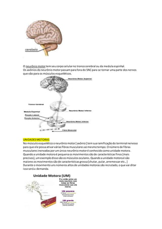 O neurônio motortemseucorpocelularno troncocerebral ou da medulaespinhal.
Os axônios doneurônio motorpassamparafora do SNCpara se tornar umaparte dosnervos
que vão para os músculos esqueléticos.
UNIDADESMOTORAS
No músculo esquelético oneurônio motor[ axônio] temsuaramificaçãodo terminal nervoso
para que ele possaativarváriasfibrasmuscularesaomesmotempo.Onúmerode fibras
muscularesinervadasporumúnico neurônio motoré conhecidocomounidade motora.
Quandoa unidade motoraé pequenaosmovimentossãode características finos[mais
precisos],umexemplodissosãoosmúsculosoculares.Quandoaunidade motoraé são
maioresosmovimentossãode características grossa[chutar, pular,arremessar etc.,]
Durante o movimento unsnúmerosaltosde unidadesmotorassão recrutado,oque vai ditar
issoseráa demanda.
 