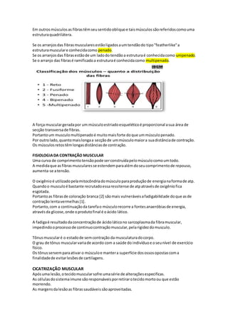 Em outrosmúsculosas fibrastêmseusentidoobliquoe taismúsculossãoreferidoscomouma
estruturaquadrilátera.
Se os arranjosdas fibrasmuscularesestãoligadosaumtendãodo tipo''featherlike''a
estruturamusculare conhecidacomo penado.
Se os arranjosdas fibrasestãode um ladodo tendãoa estruturaé conhecidacomo unipenado.
Se o arranjo das fibrasé ramificadoa estruturaé conhecidacomo multipenado.
A força musculargeradapor um músculoestriadoesqueléticoé proporcional asua área de
secção transversade fibras.
Portantoum musculomultipenadoé muitomaisforte doque ummúsculopenado.
Por outrolado,quantomaislongaa secçãode ummúsculomaiora suadistânciade contração.
Os músculosretostêmlongasdistânciasde contração.
FISIOLOGIADA CONTRAÇÃO MUSCULAR
Uma curva de comprimentotensãopode serconstruídapelomúsculocomoumtodo.
A medidaque asfibrasmuscularesse estendemparaalémdoseucomprimentode repouso,
aumenta-se atensão.
O oxigênio é utilizadopelamitocôndriadomúsculoparaproduçãode energianaformade atp.
Quandoo musculoé bastante recrutadoessaressitense de atpatravésde oxigêniofica
esgotada.
Portantoas fibrasde coloração branca [2] sãomais vulneráveisafadigabilidade doque asde
contração lentavermelhas[1].
Portanto,com a continuaçãoda tarefao músculorecorre a fontesanaeróbiasde energia,
atravésda glicose,onde oprodutofinal é oácido lático.
A fadigaé resultadodaconcentraçãode ácidoláticono sarcoplasmada fibramuscular,
impedindooprocessode continuocontraçãomuscular,pelarigidezdomusculo.
Tônusmuscularé o estadode semcontração da musculaturadocorpo.
O grau de tônus muscularvariade acordo com a saúde do indivíduoe oseunível de exercício
físico.
Os tônusservemparaativar o músculoe mantera superfície dosossosopostascoma
finalidadede evitarlesõesde cartilagens.
CICATRIZAÇÃO MUSCULAR
Apósuma lesão,otecidomuscularsofre umasérie de alteraçõesespecificas.
As célulasdosistemaimune sãoresponsáveisporretirarotecidomortoou que estão
morrendo.
As margensdalesãoas fibrassaudáveissãoaproveitadas.
 