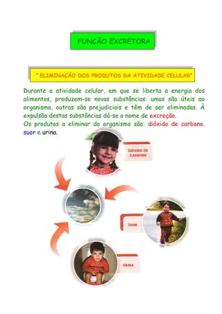 FUNÇÃO EXCRETORA
“ ELIMINAÇÃO DOS PRODUTOS DA ATIVIDADE CELULAR”
Durante a atividade celular, em que se liberta a energia dos
alimentos, produzem-se novas substâncias: umas são úteis ao
organismo, outras são prejudiciais e têm de ser eliminadas. À
expulsão destas substâncias dá-se o nome de excreção.
Os produtos a eliminar do organismo são: dióxido de carbono,
suor e urina.
 