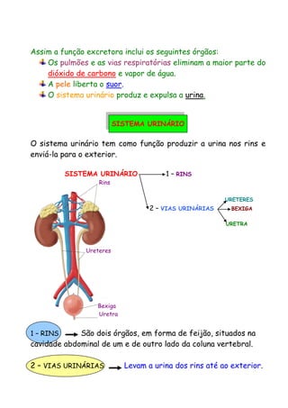 Assim a função excretora inclui os seguintes órgãos:
Os pulmões e as vias respiratórias eliminam a maior parte do
dióxido de carbono e vapor de água.
A pele liberta o suor.
O sistema urinário produz e expulsa a urina.
SISTEMA URINÁRIO
O sistema urinário tem como função produzir a urina nos rins e
enviá-la para o exterior.
SISTEMA URINÁRIO 1 – RINS
Rins
URETERES
2 – VIAS URINÁRIAS BEXIGA
URETRA
Ureteres
Bexiga
Uretra
1 – RINS São dois órgãos, em forma de feijão, situados na
cavidade abdominal de um e de outro lado da coluna vertebral.
2 – VIAS URINÁRIAS Levam a urina dos rins até ao exterior.
 