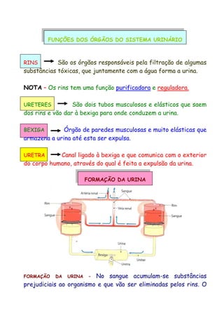 FUNÇÕES DOS ÓRGÃOS DO SISTEMA URINÁRIO
RINS São os órgãos responsáveis pela filtração de algumas
substâncias tóxicas, que juntamente com a água forma a urina.
NOTA – Os rins tem uma função purificadora e reguladora.
URETERES São dois tubos musculosos e elásticos que saem
dos rins e vão dar à bexiga para onde conduzem a urina.
BEXIGA Órgão de paredes musculosas e muito elásticas que
armazena a urina até esta ser expulsa.
URETRA Canal ligado à bexiga e que comunica com o exterior
do corpo humano, através do qual é feita a expulsão da urina.
FORMAÇÃO DA URINA
FORMAÇÃO DA URINA – No sangue acumulam-se substâncias
prejudiciais ao organismo e que vão ser eliminadas pelos rins. O
 