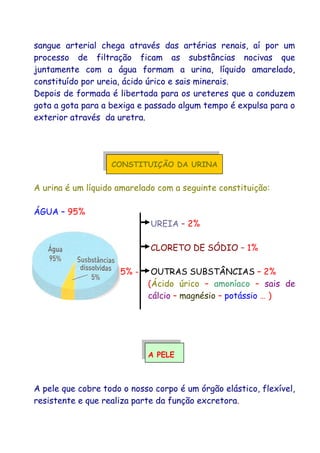 sangue arterial chega através das artérias renais, aí por um
processo de filtração ficam as substâncias nocivas que
juntamente com a água formam a urina, líquido amarelado,
constituído por ureia, ácido úrico e sais minerais.
Depois de formada é libertada para os ureteres que a conduzem
gota a gota para a bexiga e passado algum tempo é expulsa para o
exterior através da uretra.
CONSTITUIÇÃO DA URINA
A urina é um líquido amarelado com a seguinte constituição:
ÁGUA – 95%
UREIA – 2%
CLORETO DE SÓDIO – 1%
5% - OUTRAS SUBSTÂNCIAS – 2%
(Ácido úrico – amoníaco – sais de
cálcio – magnésio – potássio … )
A PELE
A pele que cobre todo o nosso corpo é um órgão elástico, flexível,
resistente e que realiza parte da função excretora.
 