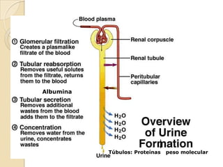 Controle da pressão arterialTaxa de Filtração Glomerular