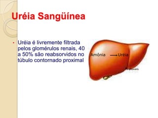 SISTEMA EXCRETORO Rim filtra o sangue, excretando toxinas e substâncias do metabolismo para manter o equilíbrio de substâncias e água no corpo. 
