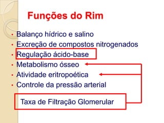 Funções do RimBalanço hídrico e salino