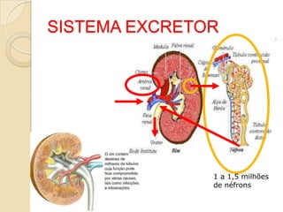 Excreção de compostos nitrogenados
