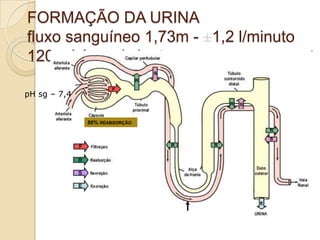 Regulação ácido-base