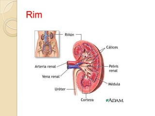 Atividade eritropoética