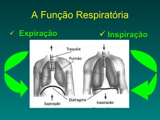 A Função Respiratória Expiração  Inspiração 