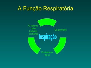 A Função Respiratória Inspiração Os pulmões   Enchem-se de ar O volume caixa torácica aumenta 