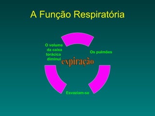 A Função Respiratória expiração Os pulmões Esvaziam-se O volume da caixa torácica  diminui 