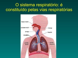 O sistema respiratório: é constituído pelas vias respiratórias 