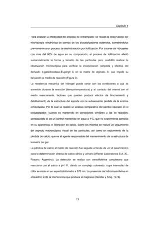 Capítulo 1
13
Para analizar la efectividad del proceso de entrampado, se realizó la observación por
microscopía electrónica de barrido de los biocatalizadores obtenidos, sometiéndolos
previamente a un proceso de deshidratación por liofilización. Por tratarse de hidrogeles
con más del 90% de agua en su composición, el proceso de liofilización afectó
sustancialmente la forma y tamaño de las partículas pero posibilitó realizar la
observación microscópica para verificar la incorporación completa y efectiva del
derivado E-galactosidasa–Eupergit C en la matriz de alginato, lo que impide su
lixiviación al medio de reacción (Figura 3).
La resistencia mecánica del hidrogel puede variar con las condiciones a que es
sometido durante la reacción (tiempo-temperatura) y al contacto del mismo con el
medio reaccionante, factores que pueden producir efectos de hinchamiento y
debilitamiento de la estructura del soporte con la subsecuente pérdida de la enzima
inmovilizada. Por lo cual se realizó un análisis comparativo del cambio operado en el
biocatalizador, cuando es mantenido en condiciones similares a las de reacción,
contrapuesto al de un control mantenido en agua a 4qC, que no experimenta cambios
en su apariencia, ni liberación de calcio. Sobre los mismos se realizó un seguimiento
del aspecto macroscópico visual de las partículas, así como un seguimiento de la
pérdida de calcio, que es el agente responsable del mantenimiento de la estructura de
la matriz del gel.
La pérdida de calcio al medio de reacción fue seguida a través de un kit colorimétrico
para la determinación directa de calcio sérico y urinario (Wiener Laboratorios S.A.I.C.,
Rosario, Argentina). La detección se realiza con cresolftaleína complexona que
reacciona con el calcio a pH 11, dando un complejo coloreado, cuya intensidad de
color se mide en un espectrofotómetro a 570 nm. La presencia de hidroxiquinoleína en
el reactivo evita la interferencia que produce el magnesio (Gindler y King, 1972).
 