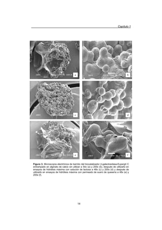 Capítulo 1
14
a b
c d
e f
Figura 3. Microscopía electrónica de barrido del biocatalizador E-galactosidasa-Eupergit C
entrampado en alginato de calcio sin utilizar a 54x (a) y 200x (b), después de utilizarlo en
ensayos de hidrólisis máxima con solución de lactosa a 48x (c) y 200x (d) y después de
utilizarlo en ensayos de hidrólisis máxima con permeado de suero de quesería a 48x (e) y
200x (f).
 