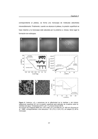 Capítulo 4
77
correspondiente al plateau, se forma una monocapa de moléculas adsorbidas
irreversiblemente. Finalmente, cuando se alcanza el plateau, la presión superficial se
hace máxima y la monocapa está saturada por la proteína e, incluso, tiene lugar la
formación de multicapas.
A B C
0.2 0.4 0.6 0.8 1.0 1.2 1.4
0
5
10
15
20
25 COLAPSO
MULTICAPAS
ESTRUCTURA 2
ESTRUCTURA 1
A (m
2
/mg)
S(mN/m)
0 5 10 15 20
0.0
5.0x10
-7
1.0x10
-6
1.5x10
-6
2.0x10
-6
2.5x10
-6
3.0x10
-6
Estructura 1
Espesor: 0,9-1,1 nm
Estructura 2
Espesor: 1,4-1,6 nm
Colapso
Multicapas
Reflectividad(u.a.)
S (mN/m)
5 10 15 20 25
0
10
20
30
C O LAPSO
M U LTIC APAS
ESTRU C TU R A
2
ESTR U C TU RA
1
E(mN/m)
S (m N/m )
D E
Figura 4. Isoterma S-A y variaciones de la reflectividad de la interfase y del módulo
dilatacional superficial con la presión superficial para películas de E-caseína sobre la
interfase aire-agua. Temperatura 20 ºC, pH = 7 y fuerza iónica 0.05 M.
Se incluyen las imágenes BAM (A-C: 470x 600 Pm) y de AFM (D y E: 400 nm) (Gunning y
col., 1996), correspondientes a las estructura 1S (A y D) y 2 (B y E) y al colapso (C) de la
monocapa.
Figura 4. Isoterma S-A y variaciones de la reflectividad de la interfase y del módulo
dilatacional superficial (E) con la presión superficial para películas de E-caseína sobre la
interfase aire-agua. Temperatura 20 ºC, pH = 7 y fuerza iónica 0.05 M.
Se incluyen las imágenes BAM (A-C: 470 x 600 Pm) y de AFM (D y E: 400 nm) (Gunning et
al., 1996), correspondientes a las estructura 1 (A y D) y 2 (B y E) y al colapso (C) de la
monocapa.
 