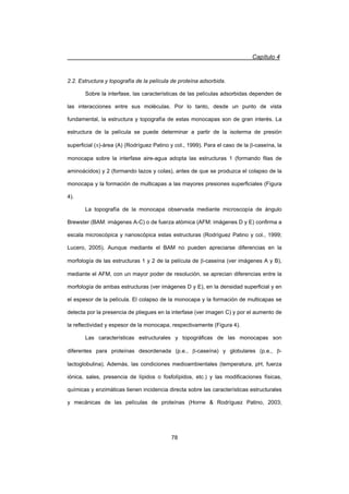 Capítulo 4
78
2.2. Estructura y topografía de la película de proteína adsorbida.
Sobre la interfase, las características de las películas adsorbidas dependen de
las interacciones entre sus moléculas. Por lo tanto, desde un punto de vista
fundamental, la estructura y topografía de estas monocapas son de gran interés. La
estructura de la película se puede determinar a partir de la isoterma de presión
superficial (S)-área (A) (Rodríguez Patino y col., 1999). Para el caso de la E-caseína, la
monocapa sobre la interfase aire-agua adopta las estructuras 1 (formando filas de
aminoácidos) y 2 (formando lazos y colas), antes de que se produzca el colapso de la
monocapa y la formación de multicapas a las mayores presiones superficiales (Figura
4).
La topografía de la monocapa observada mediante microscopía de ángulo
Brewster (BAM: imágenes A-C) o de fuerza atómica (AFM: imágenes D y E) confirma a
escala microscópica y nanoscópica estas estructuras (Rodríguez Patino y col., 1999;
Lucero, 2005). Aunque mediante el BAM no pueden apreciarse diferencias en la
morfología de las estructuras 1 y 2 de la película de E-caseína (ver imágenes A y B),
mediante el AFM, con un mayor poder de resolución, se aprecian diferencias entre la
morfología de ambas estructuras (ver imágenes D y E), en la densidad superficial y en
el espesor de la película. El colapso de la monocapa y la formación de multicapas se
detecta por la presencia de pliegues en la interfase (ver imagen C) y por el aumento de
la reflectividad y espesor de la monocapa, respectivamente (Figura 4).
Las características estructurales y topográficas de las monocapas son
diferentes para proteínas desordenada (p.e., E-caseína) y globulares (p.e., E-
lactoglobulina). Además, las condiciones medioambientales (temperatura, pH, fuerza
iónica, sales, presencia de lípidos o fosfolípidos, etc.) y las modificaciones físicas,
químicas y enzimáticas tienen incidencia directa sobre las características estructurales
y mecánicas de las películas de proteínas (Horne  Rodríguez Patino, 2003;
 