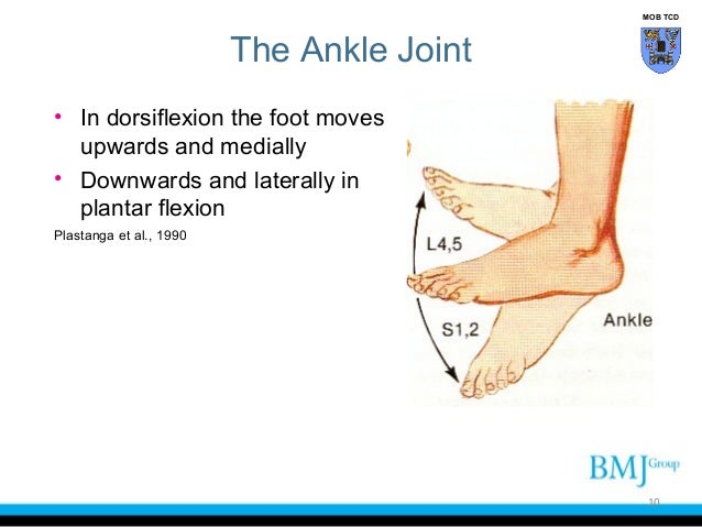 Functional anatomy of the ankle joint complex