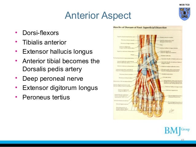 Anterior Ankle Anatomy - Anatomy Diagram Book